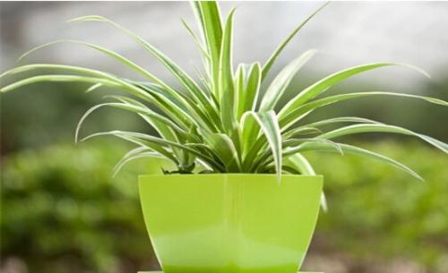 使用绿植进行室内除甲醛有效果吗？