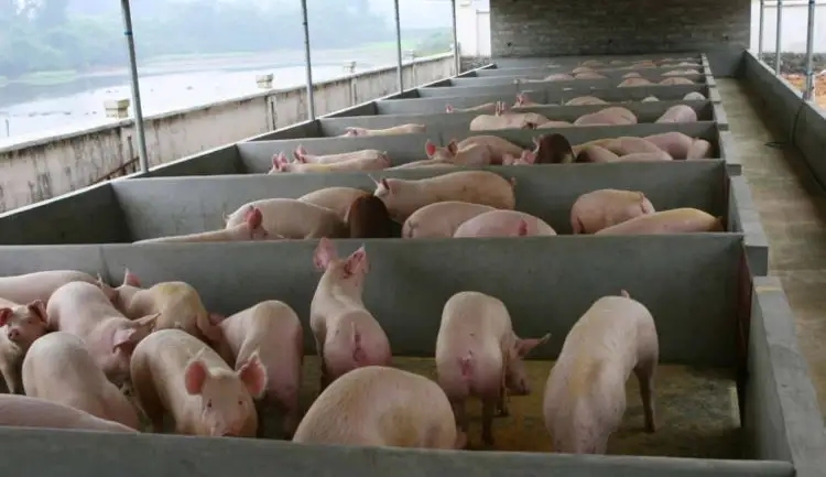 使用喷雾系统进行养猪场除臭的优势
