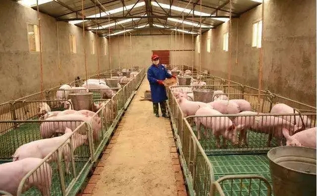 生物菌蔓延，养猪场除臭怎么做？