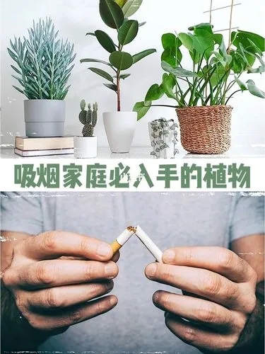 室内除烟味的绿植推荐