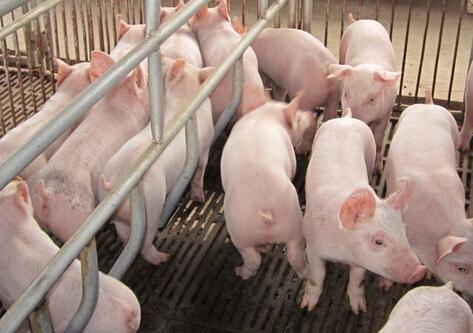 养猪场除臭在处理的时候有哪些关键点？